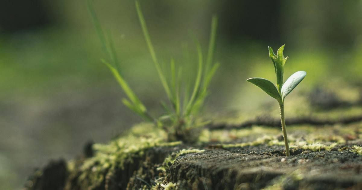 Йти шляхом «Livet vil vinne»: заклик до дії для кожного